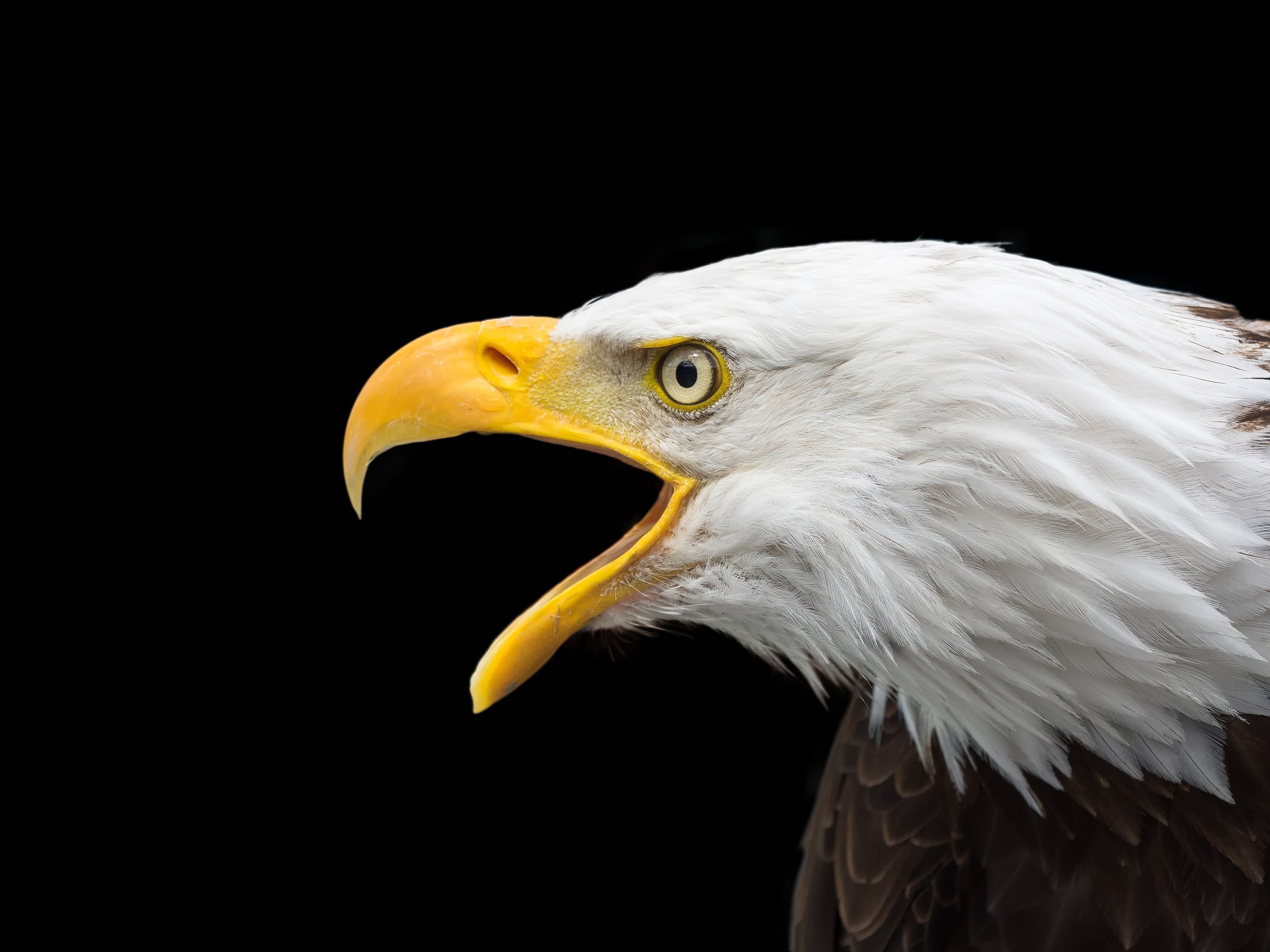 bald-eagle-2715461_1920