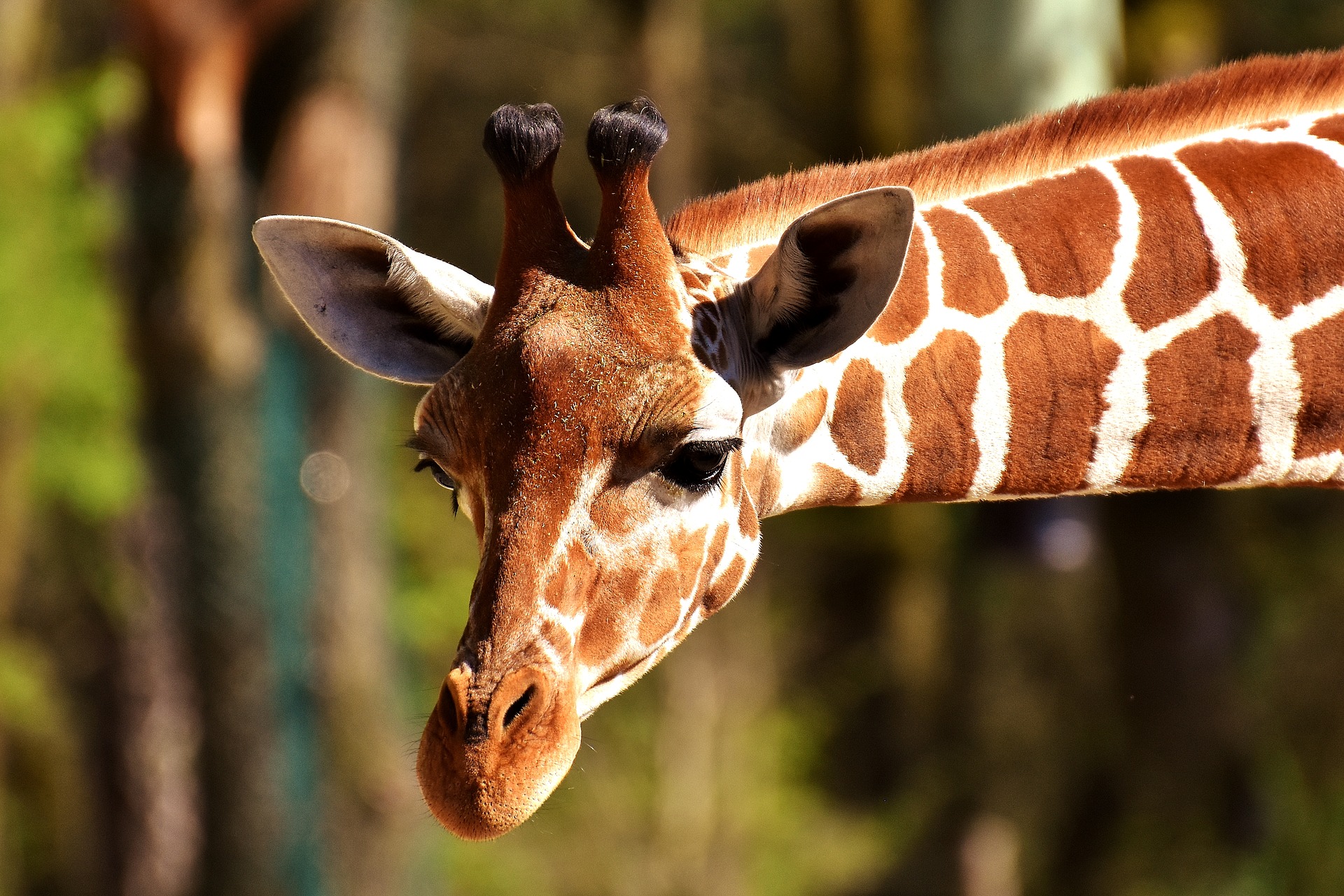 giraffe-2222908_1920