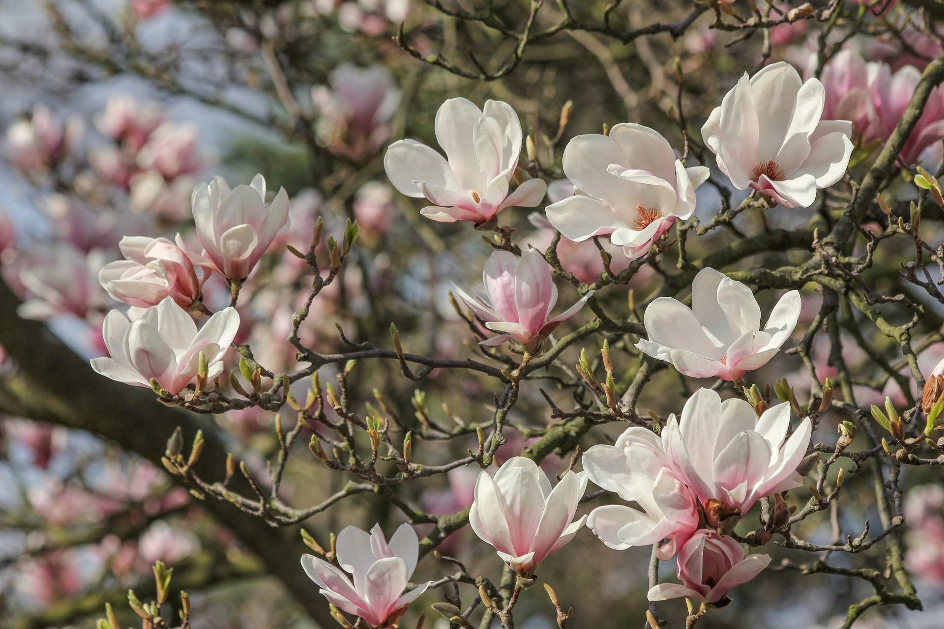 magnolia-tree-3154150_1920
