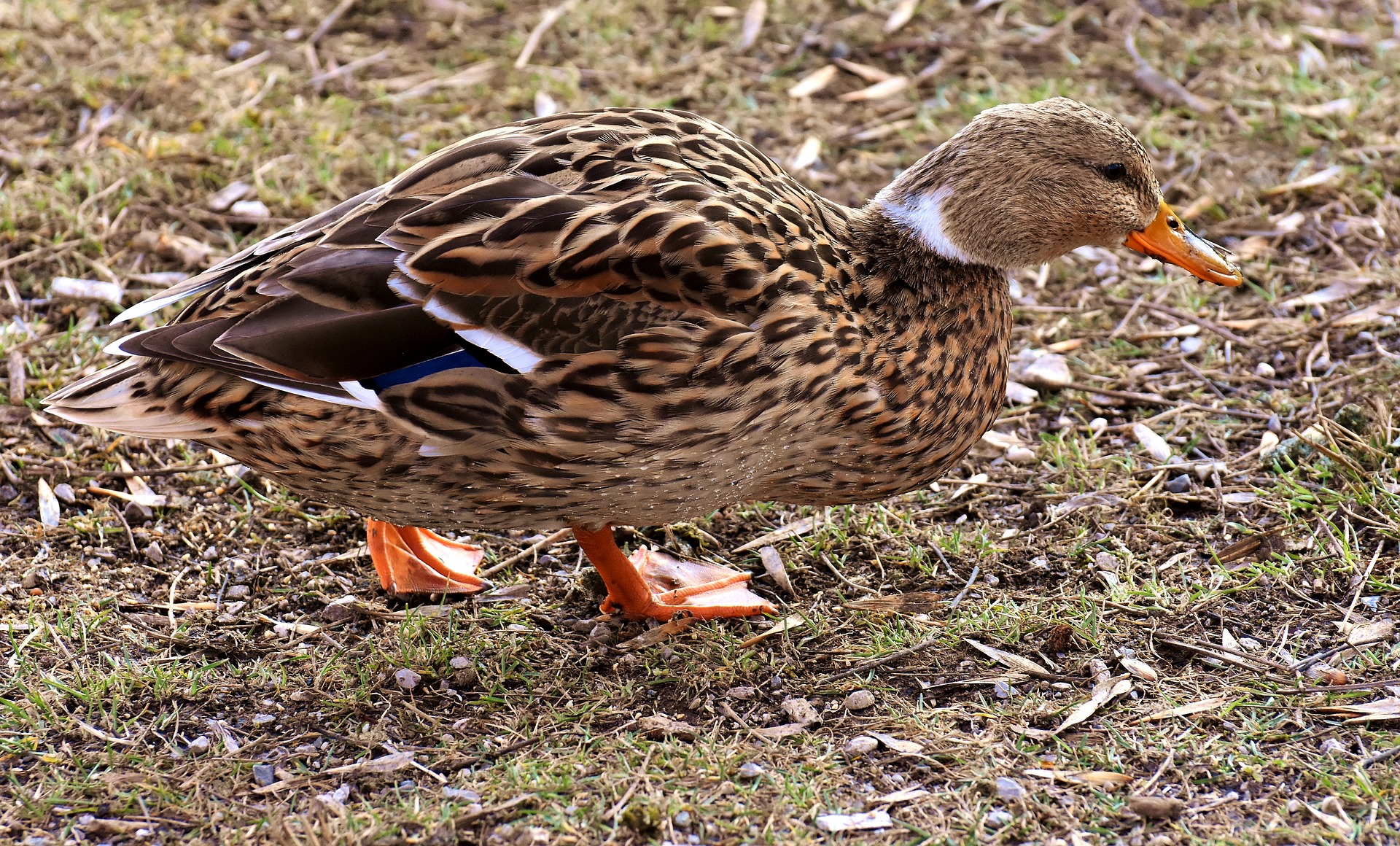 mallard-3135375_1920