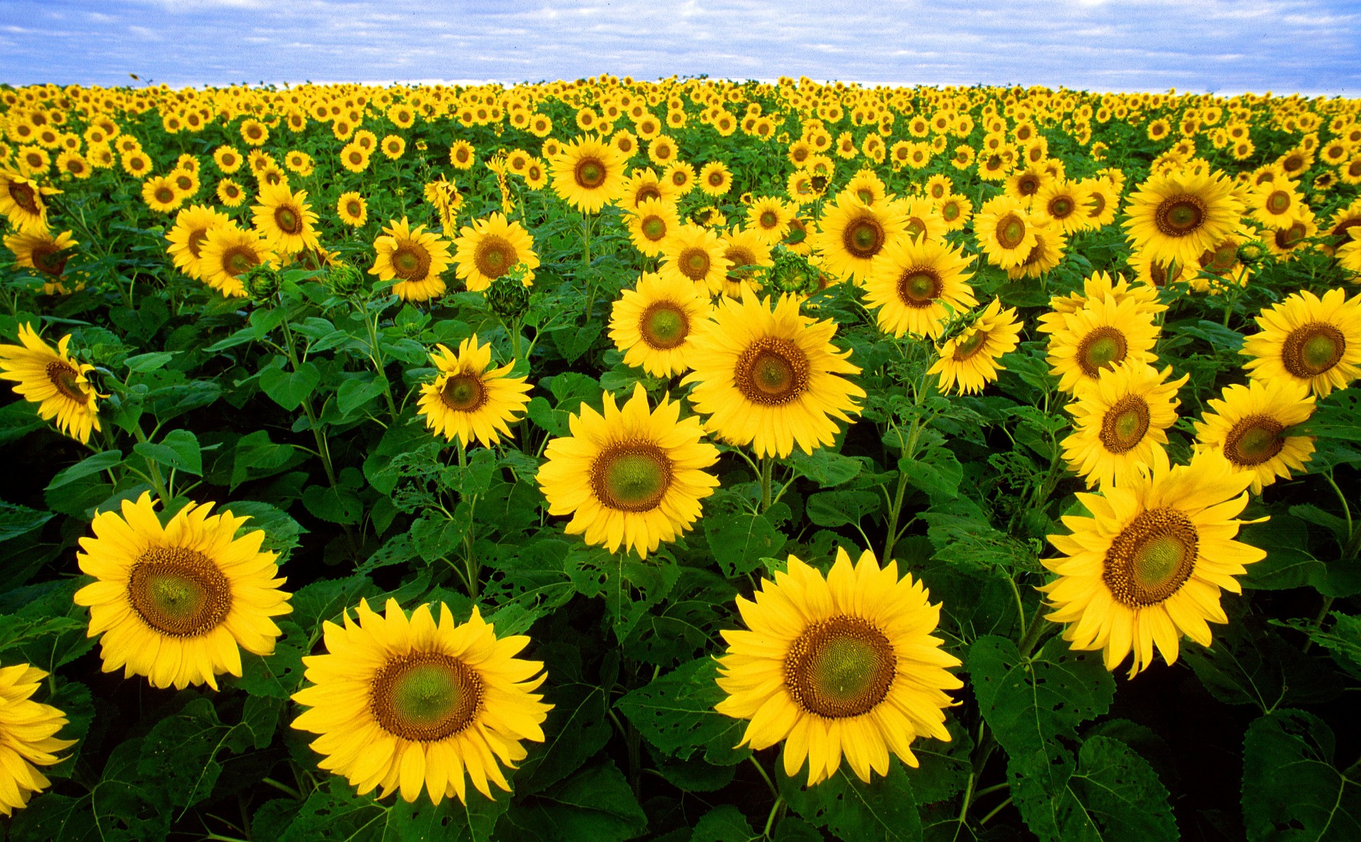 sunflower-11574_1920